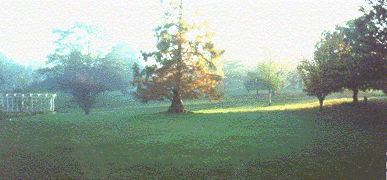 Morning Fog of Local Park